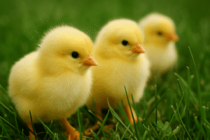 К чему снятся цыплята: глубокое толкование снов