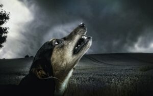 До чого виє собака прикмети: народні повір’я, наукові пояснення та практичні поради