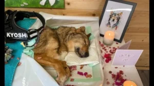 Прикмети коли помирає собака: народні повір’я та реальні ознаки