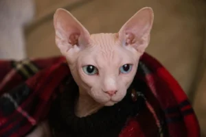 Коты, которые не линяют: породы для чистого дома