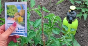 Підживлення борною кислотою: жива підмога рослинам
