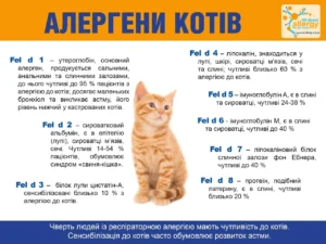 Алергія на котів: симптоми, причини і як з нею жити