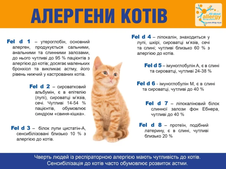 Алергія на котів: симптоми, причини і як з нею жити