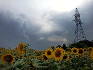 Поле жовтих соняшників під темними грозовими хмарами з опорою ЛЕП